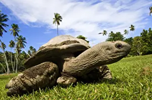 Tortoise Prints: DDE-90021672