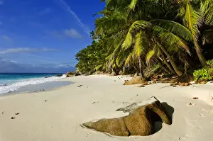 Seychelles Prints: DDE-90021682