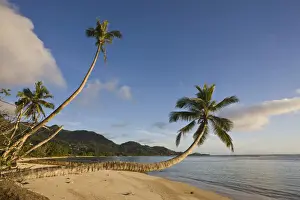 Seychelles Prints: DDE-90021721