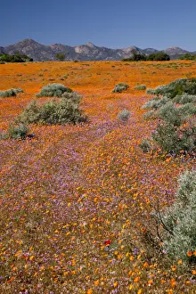 Namaqua Prints: DDE-90021752