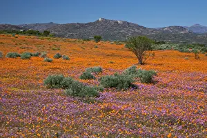 Namaqualand Prints: DDE-90021759