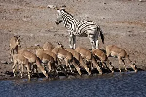 Quagga Prints: DDE-90021764