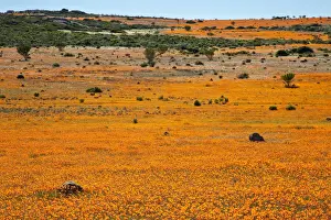Namaqualand Prints: DDE-90021771