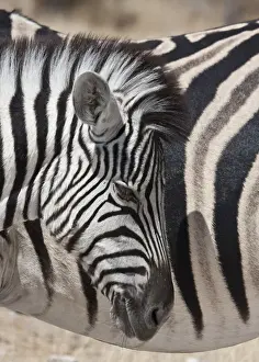Quagga Prints: DDE-90021778
