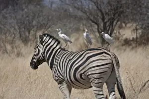 Quagga Prints: DDE-90021792