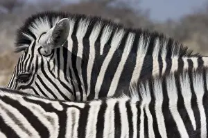 Quagga Prints: DDE-90021793