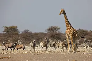 Oryx Prints: DDE-90021795