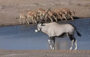 Oryx Prints: DDE-90021799