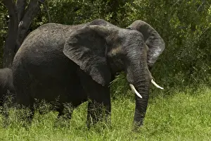 Kruger Prints: DDE-90021823