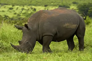 Rhino Prints: DDE-90021828