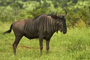 Kruger Prints: DDE-90021831