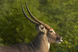 Kruger Prints: DDE-90021832