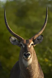 Kruger Prints: DDE-90021833