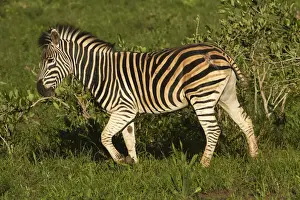 Quagga Prints: DDE-90021837