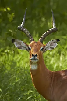 Kruger Prints: DDE-90021838