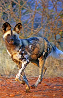 Hunter Collection: DDE-90021909