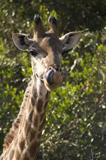 Local Prints: DDE-90021952