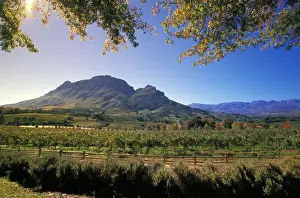 Winery Prints: DDE-90021959