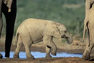 Thirsty Prints: DDE-90021965