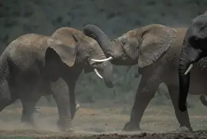 Addo Prints: DDE-90021974