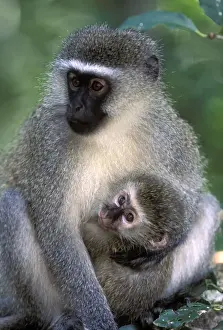 Vervet Prints: DDE-90021977