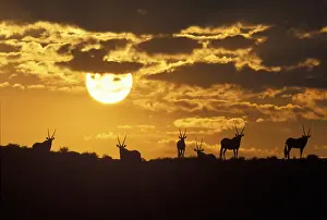 Oryx Prints: DDE-90021983
