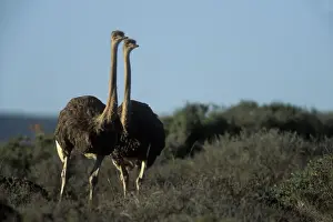 Camelus Prints: DDE-90021984