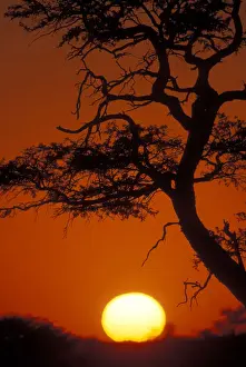 Graphic Prints: DDE-90021998