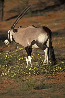 Oryx Prints: DDE-90022004