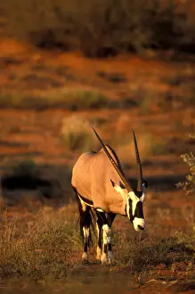 Oryx Prints: DDE-90022005