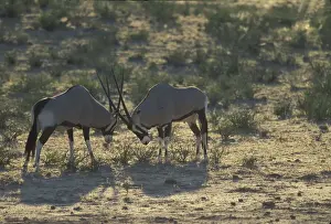 Oryx Prints: DDE-90022025