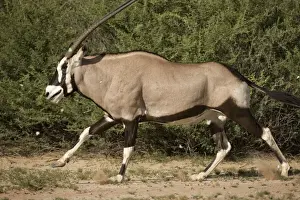 Oryx Prints: DDE-90022043
