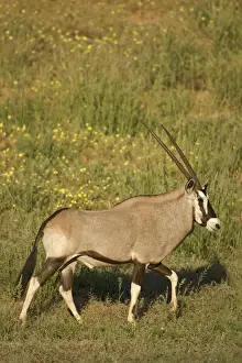 Oryx Prints: DDE-90022044