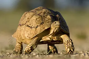 Tortoise Prints: DDE-90022046