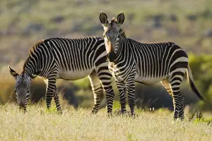 Bushmans Prints: DDE-90022061