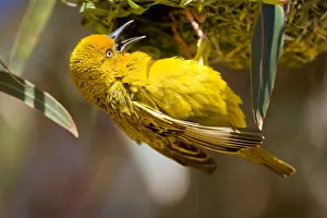 Weaver Collection: DDE-90022062