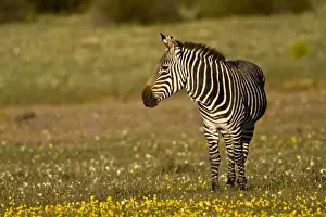 Zebras Prints: DDE-90022063