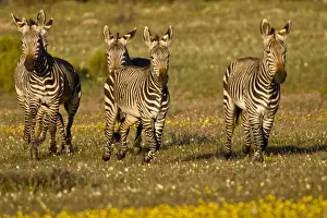 Zebras Prints: DDE-90022064