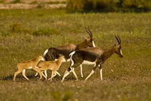 Antelope Prints: DDE-90022065