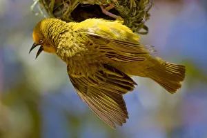Weaver Collection: DDE-90022069