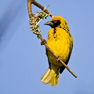 Weaver Collection: DDE-90022083