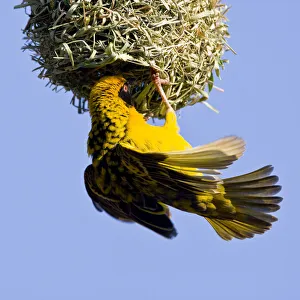 Weaver Collection: DDE-90022086