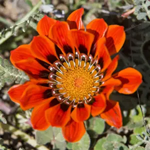 Fynbos Prints: DDE-90022089