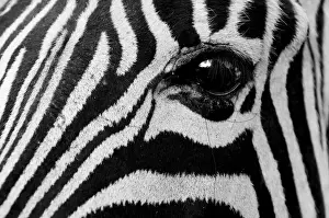 Quagga Prints: DDE-90022104