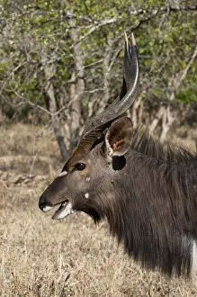 Tragelaphus Prints: DDE-90022106