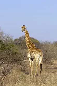Camelopardalis Prints: DDE-90022109