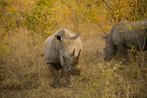 Rhino Prints: DDE-90022123