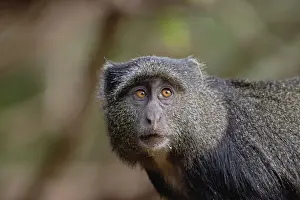 Cercopithecus Prints: DDE-90022151