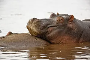 Amphibius Prints: DDE-90022164