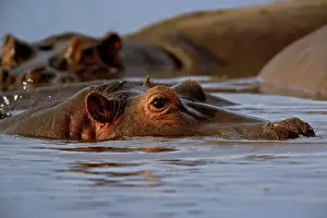 Amphibius Prints: DDE-90022165